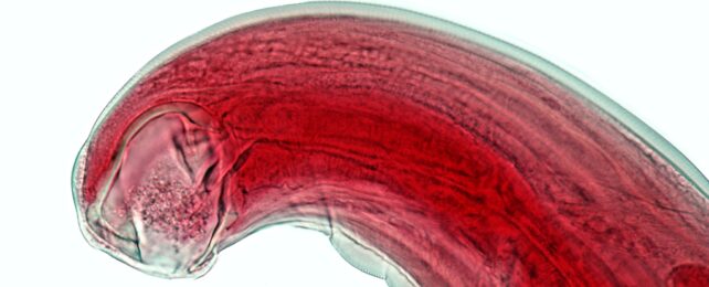 Hookworm Close-Up