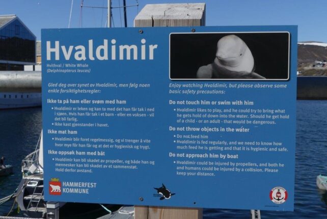 Hvladimir Sign