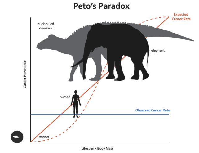 Graph plotting animal lifespan and body size against cancer incidence for mice, humans, and elephants.