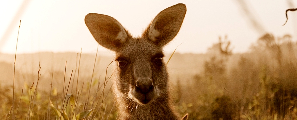 Kangaroo In Grass