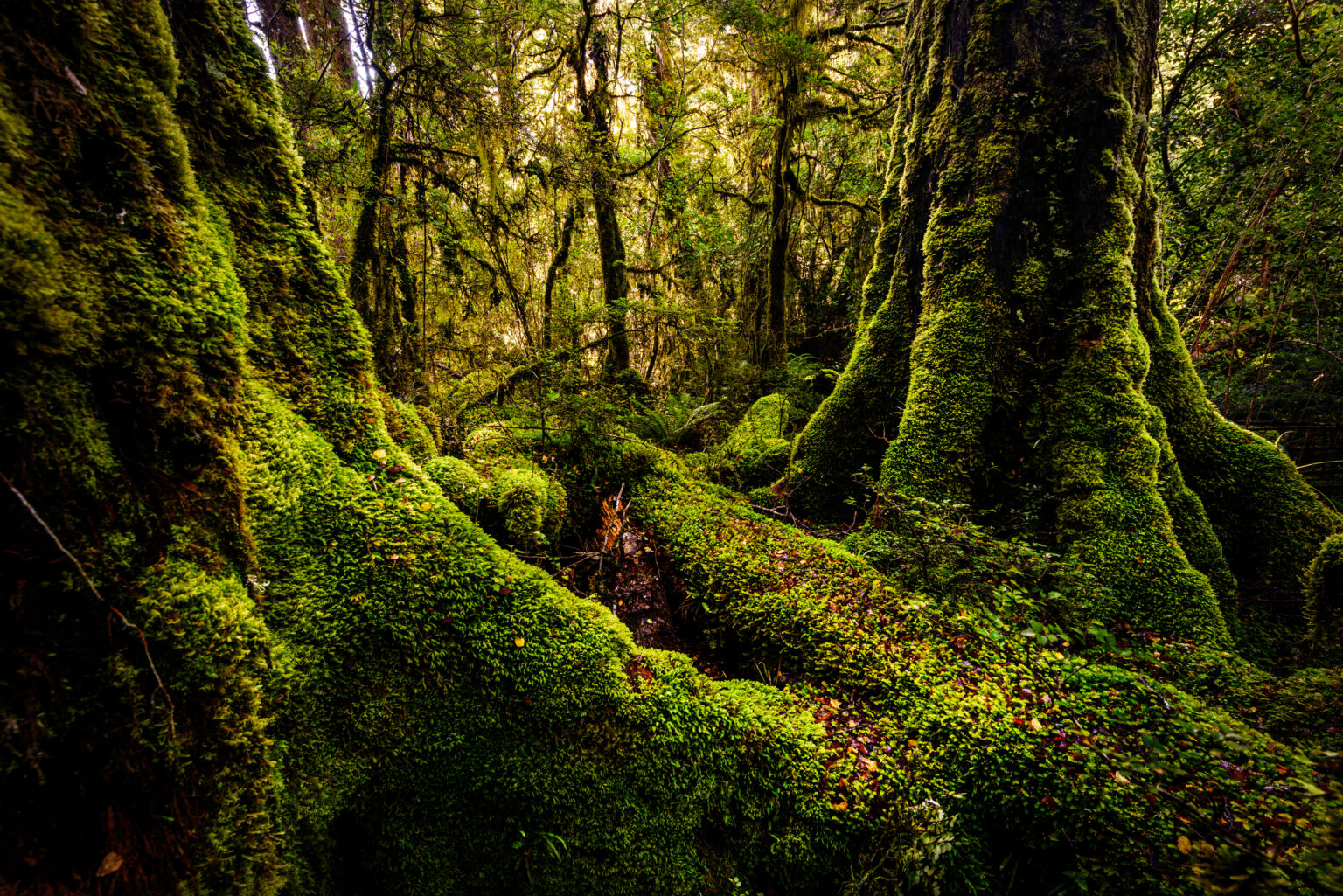 'We Were Gobsmacked' Giant Study Reveals Why Moss Is Vital For The ScienceAlert