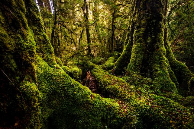 Moss coating large forest trees.