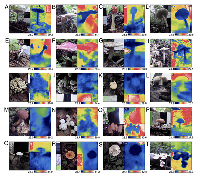 Mushroom temperatures