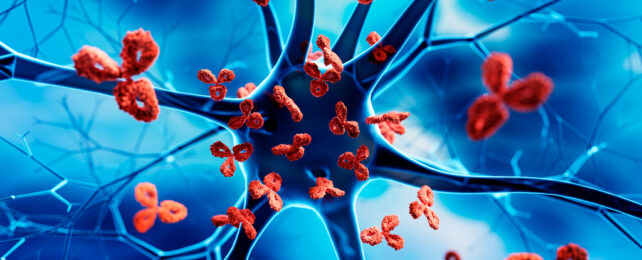 A neuron under attack from antibodies.