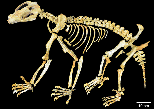A composite Composite Nimbadon lavarackorum skeleton.