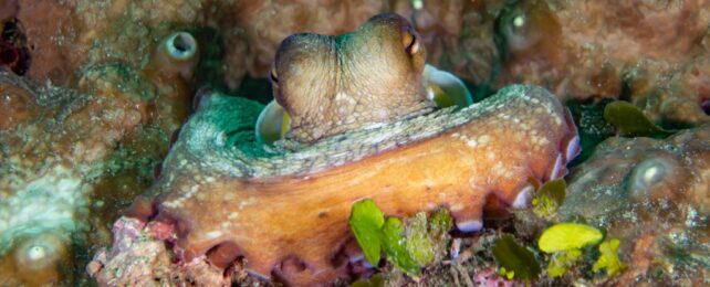 Bizarre Footage May Show Octopus Waking Up From a Nightmare