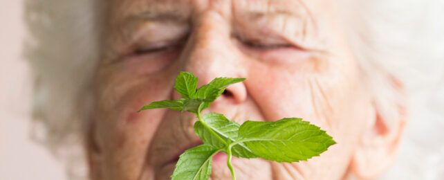 An elderly woman smells mint leaves.