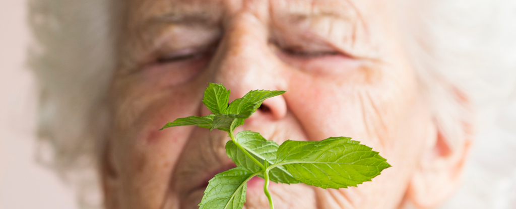 Un estudio con ratones revela una conexión inesperada entre el mentol y el Alzheimer: ScienceAlert