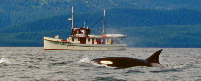 orca swimming alongside boat in the ocean