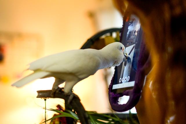 Parrot Taps Phone