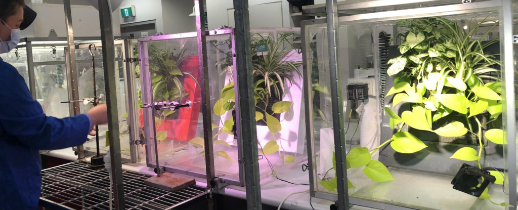 Research in blue coat standing in front of row of clear boxes containing plants.