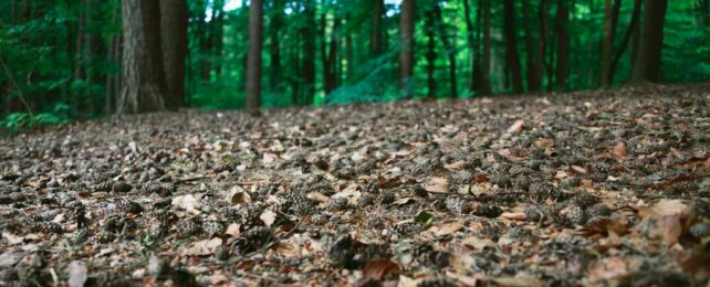 Pine forest floor