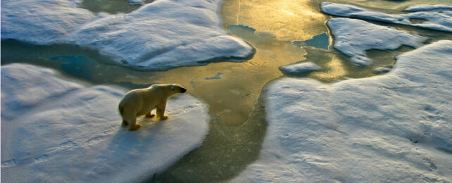 Lone polar bear standing on floating ice, sun glistening off water.