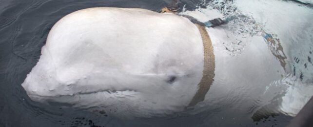 Mysterious 'Spy' Whale Surfaces Off The Coast of Sweden