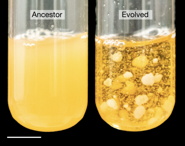 Evolution of snowflake yeast