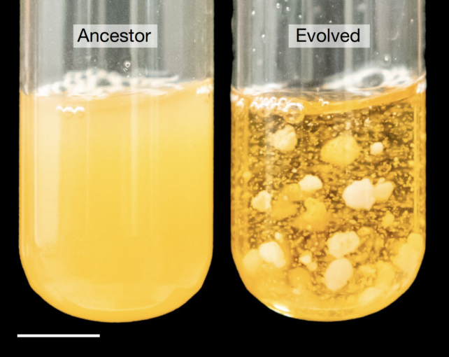 Snowflake Yeast Evolution