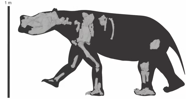 A computer designed sketch of the animal in black, showing parts of the skeleton in lighter areas on the silhouette. A scale shows the height is around 1 meter. 