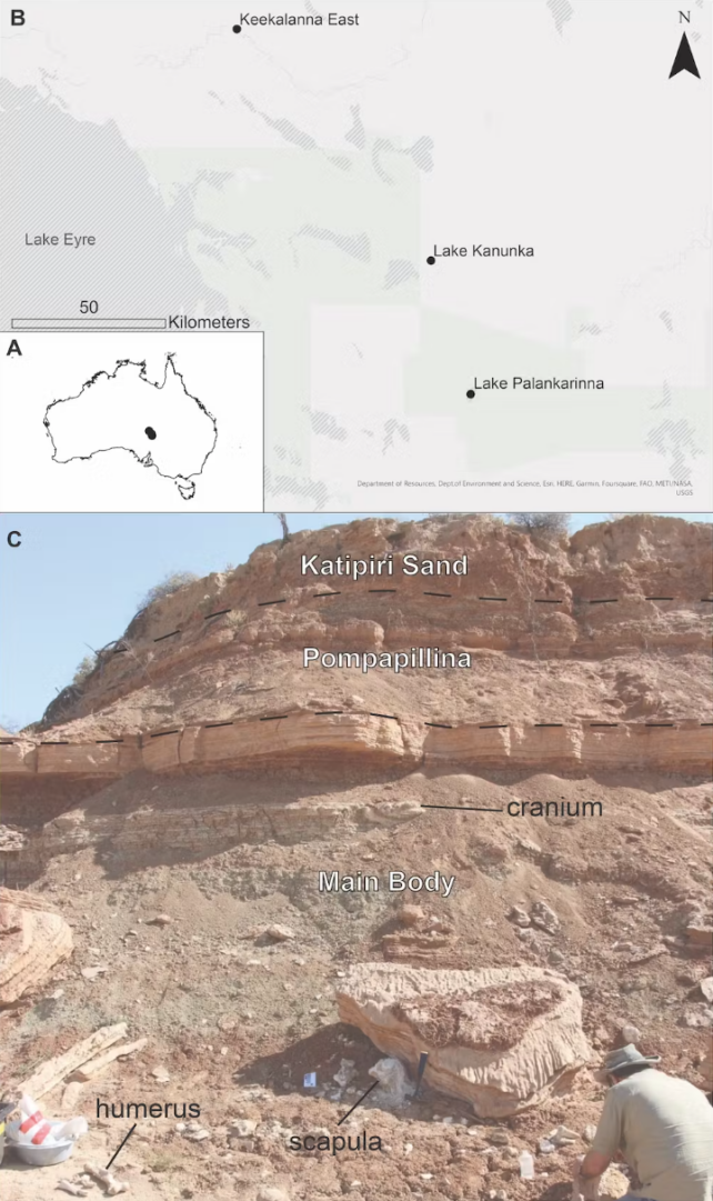 A zoomed in section of Australia with an insdt map of the whole country showing the section where the fossil deposits were found. Underneath is an image of a cliff formation with labels where sections of the skeletons are shown. 