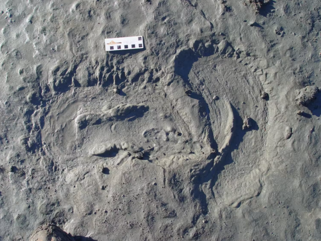 A footprint shown in what appears as grey muddy sand, with a small white rectangular object placed next to it.