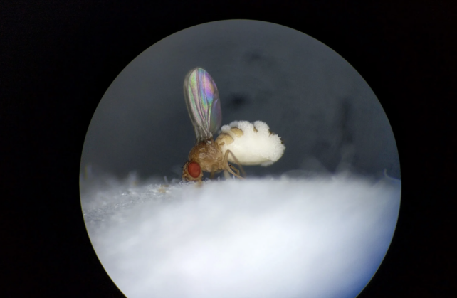 A fruit fly with wings up and evidence of fungal outgrowth, perched on a white surface