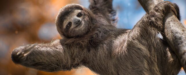 Sloth Fur Is Crawling With Life-Forms That Could Help Us Fight Superbugs