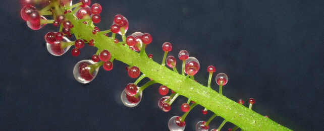 This Unique Plant Turns Carnivorous When The Mood Strikes