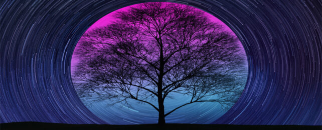 A tree against pink and blue lighting with a border of swirling stars.