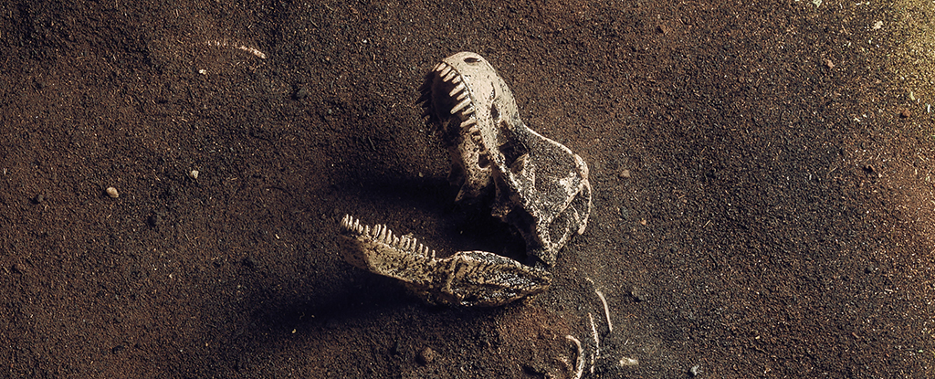 Tyrannosaurus rex fossil