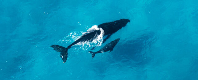 Aerial representation  of 2  whales, a parent  and calf, swimming successful  agleam  bluish  water.