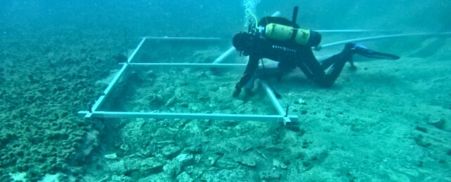 An image of a diver investigating a section of the ancient road underwater