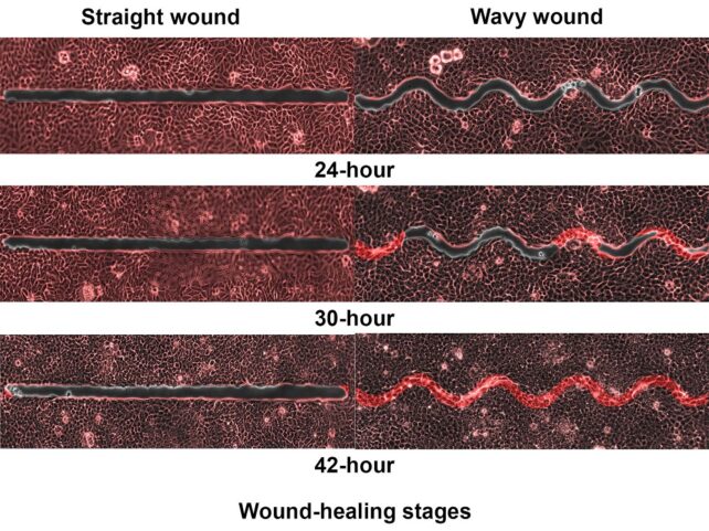Images of the wound healing progress of straight versus wavy wounds, shown as red filling in the black shape of the wounds. 