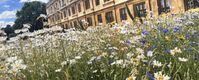 Wildflowers Cambridge