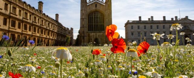 Wildflowers Cover Lawn