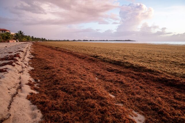 Sargassum Bloom