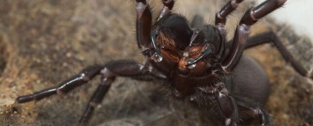 The World's Deadliest Spider Can Tweak Its Venom Depending on Its Mood