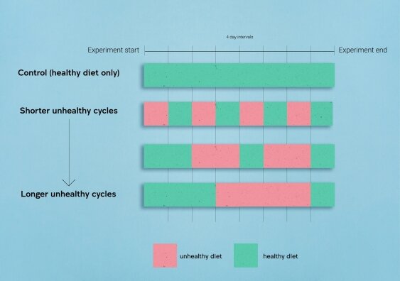 A diagram to roughly illustrate the experimental design. Days of healthy eating are shown in green and days of unhealthy eating are shown in pink. 