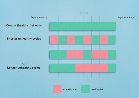 A diagram to roughly illustrate the experimental design. Days of healthy eating are shown in green and days of unhealthy eating are shown in pink.