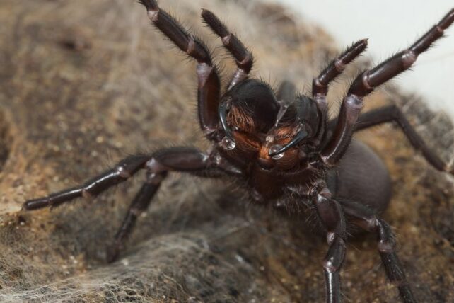 funnel web full