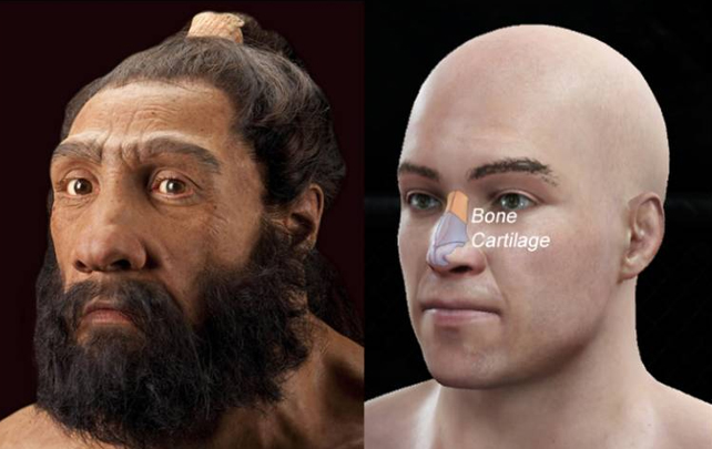 Neanderthal and a human head for comparison