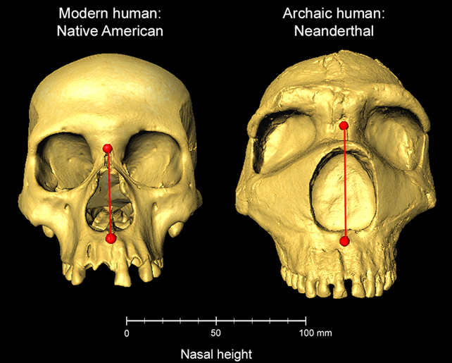 Human and neanderthal skull showing different nasal cavity shapes