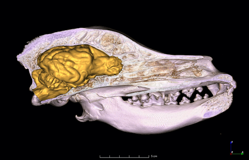 Hungarian Visla Skull