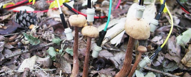 Mushrooms in the field with an electrode attached to the top and bottom.