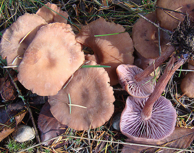 Mushrooms of Laccaria bicolor, or the bicolored deceiver.
