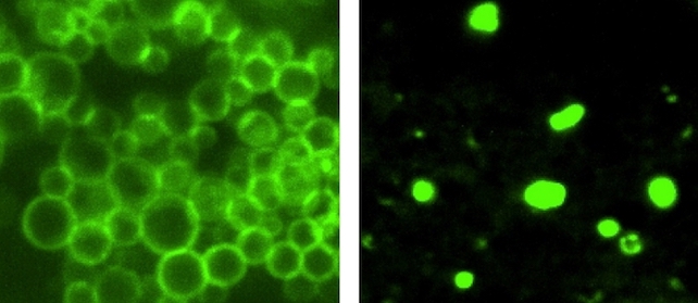 oleic acid and elaidic acid