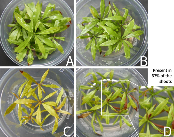 four example vies with various shades of leaf