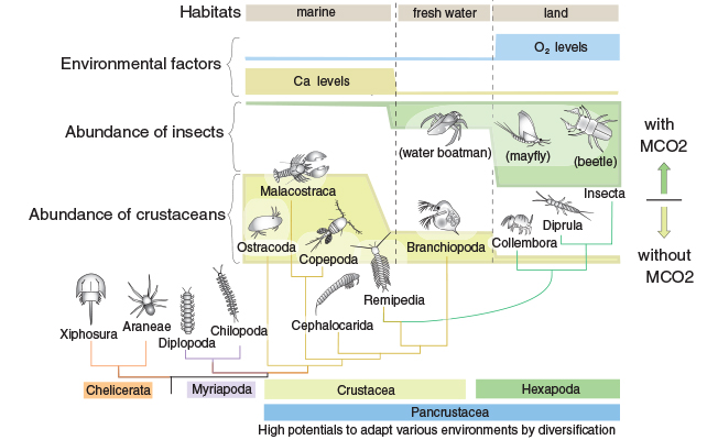 diagram of a phylogenetic tree of insects