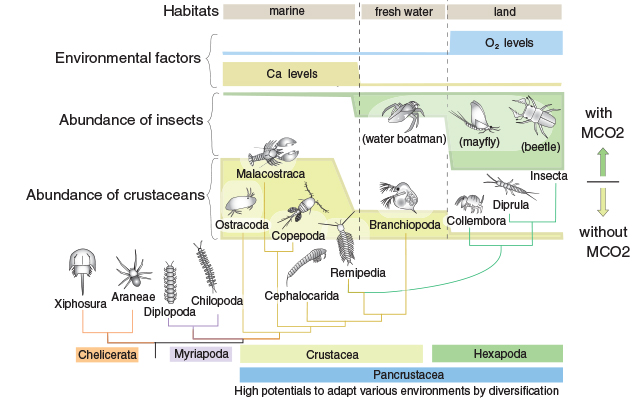 Schéma de l'arbre phylogénétique des insectes