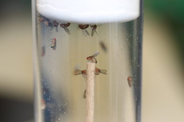 Flies in clear liquid in a vial, some of them perched on a wooden stick. 