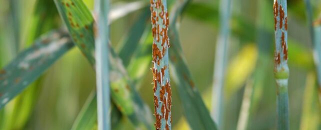 stem rust on wheat plant