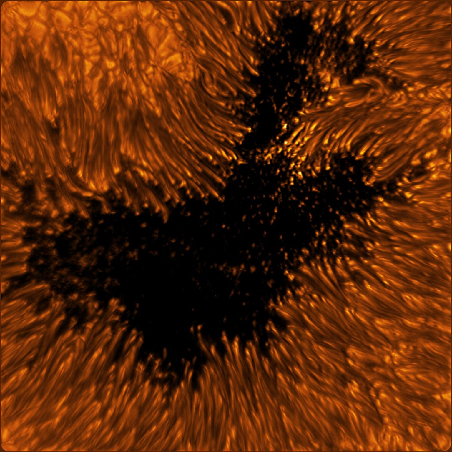 Captivating CloseUps Show Amazing Details Hiding in The Glare of The